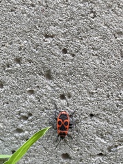 Pyrrhocoris apterus