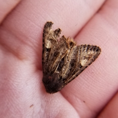 Euplexia