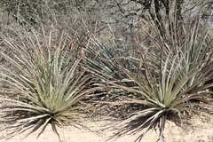 Bromelia hieronymi