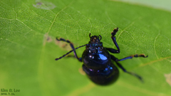 Chrysochus chinensis