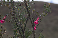 Cantua buxifolia
