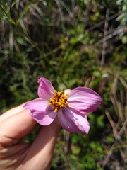 Cosmos crithmifolius