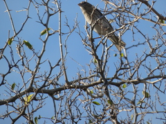 Sicalis flaveola pelzelni