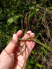Cosmos crithmifolius