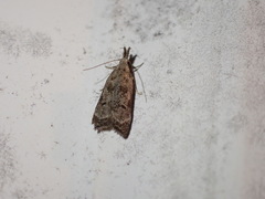 Dichomeris inversella