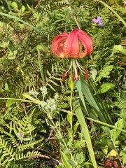 Lilium pyrophilum