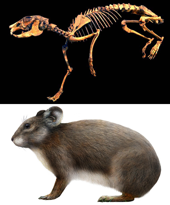 Prolagus