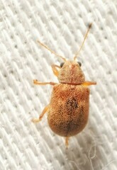 Demotina modesta