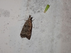 Dichomeris inversella