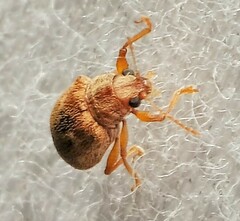 Demotina modesta
