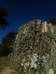 Cladonia glebosa