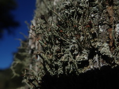 Cladonia glebosa