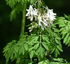 Corydalis caseana brandegeei