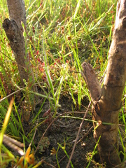 Drosera finlaysoniana