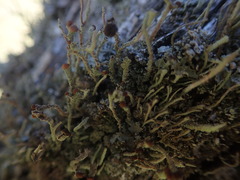 Cladonia glebosa
