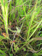 Drosera finlaysoniana