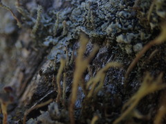 Cladonia glebosa