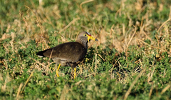 Vanellus senegallus lateralis