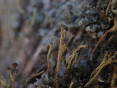 Cladonia glebosa