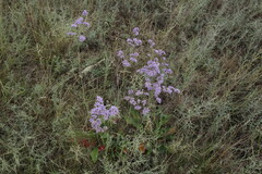 Limonium tomentellum