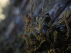 Cladonia glebosa