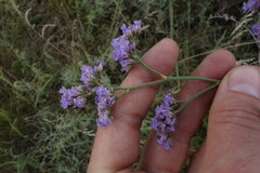 Limonium tomentellum