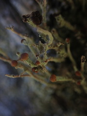Cladonia glebosa