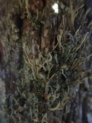 Cladonia glebosa