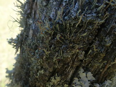 Cladonia glebosa
