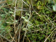 Cladonia glebosa