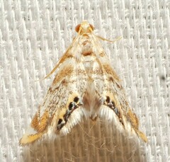 Eoparargyractis irroratalis