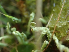 Cladonia glebosa