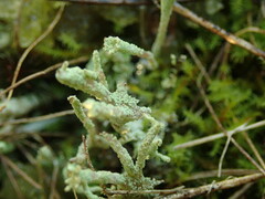 Cladonia glebosa