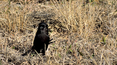Lanius melanoleucus melanoleucus