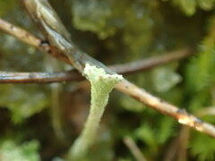 Cladonia glebosa