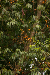 Plinia edulis
