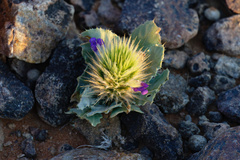 Acanthopsis disperma