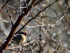 Lagonosticta senegala rendalli