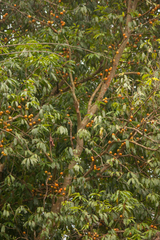 Plinia edulis