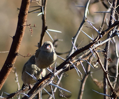 Lagonosticta senegala rendalli