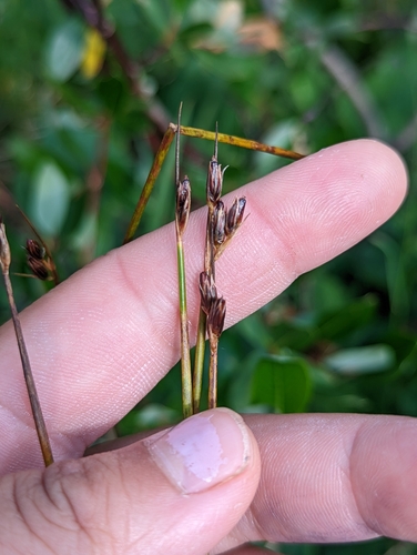 Image of Juncus drummondii by (c) My-Lan Le, some rights reserved (CC BY)