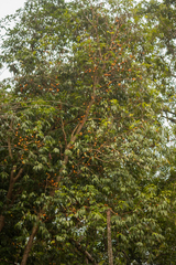 Plinia edulis