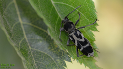 Chlorophorus diadema