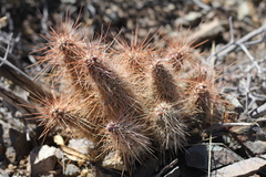 Austrocylindropuntia shaferi