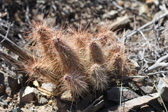 Austrocylindropuntia shaferi