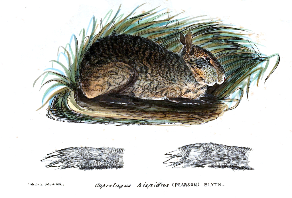hispid hares