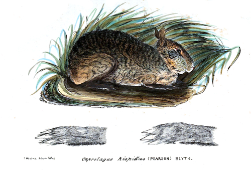 Hispid Hare (Caprolagus hispidus) — Endangered Mammalia