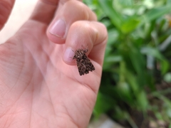 Argyrosticta decumana