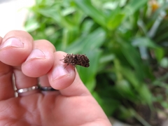 Argyrosticta decumana