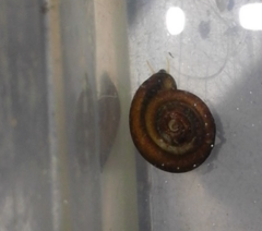 Planorbini